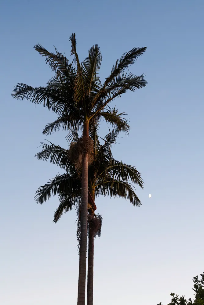 a close up of a tree in a house next to a window