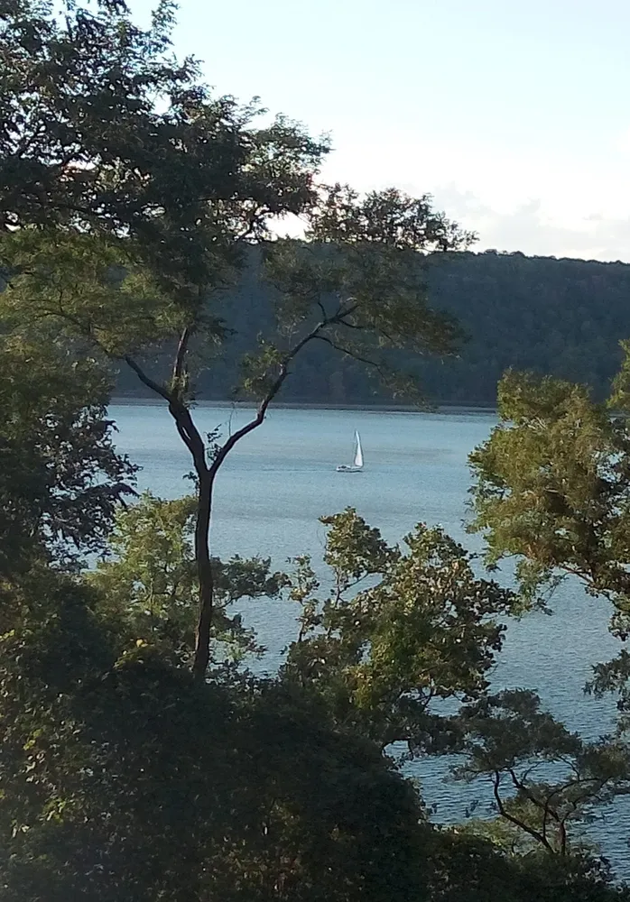 a view of a lake in middle of forest
