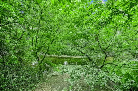 a view of a lush green space