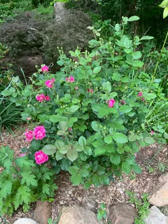 $949,000 | 4117 Worley Drive, Raleigh, NC 27613