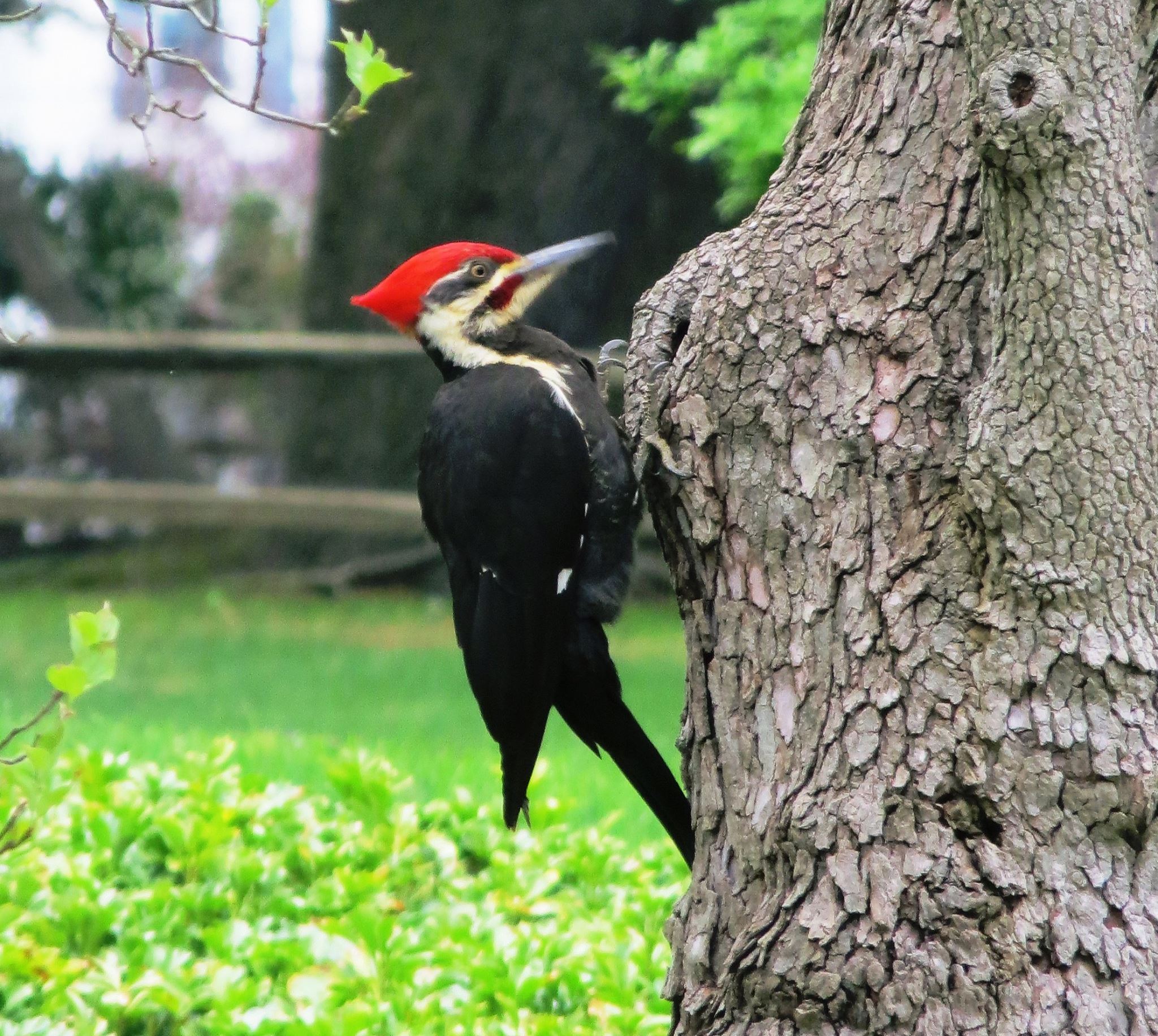 431 Sycamore Mills Road Media, PA 19063 - Photo 47 of 56