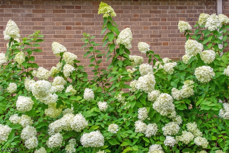 281 Forest Avenue Glen Ridge, NJ 07028 - Photo 56 of 66