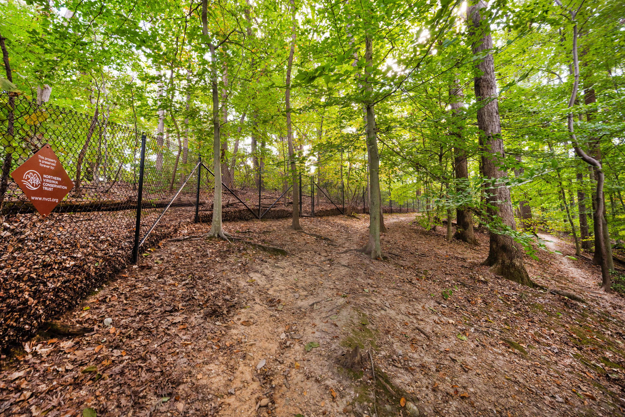 3104 Russell Road Alexandria, VA 22305 - Photo 52 of 62 a view of a forest with trees in the background