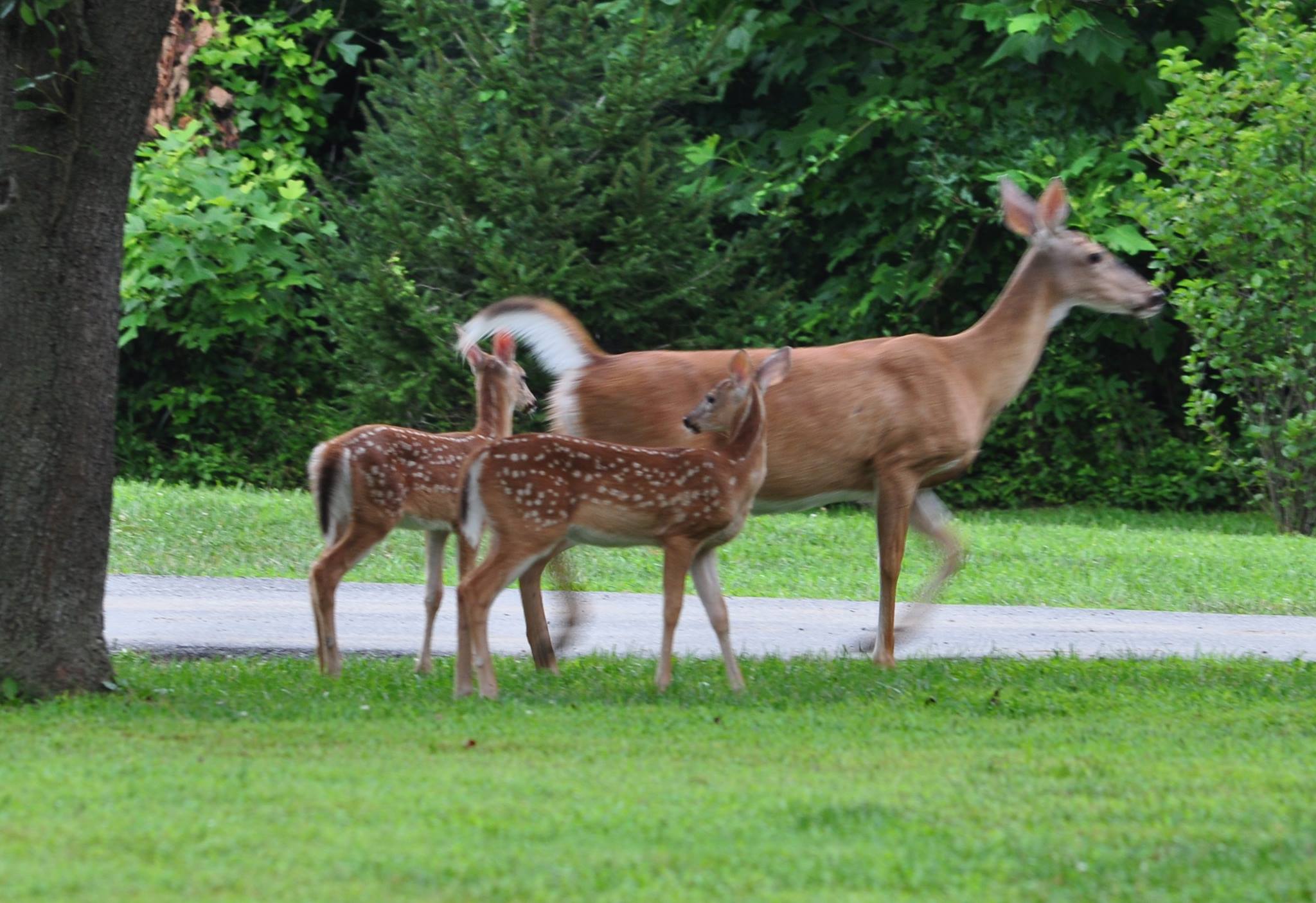 431 Sycamore Mills Road Media, PA 19063 - Photo 46 of 56