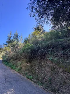 a view of a forest with a tree in a background