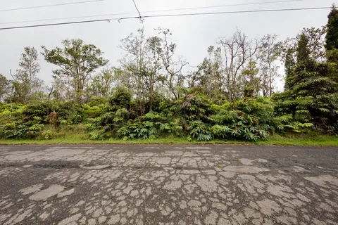 a view of a yard with plants and large trees