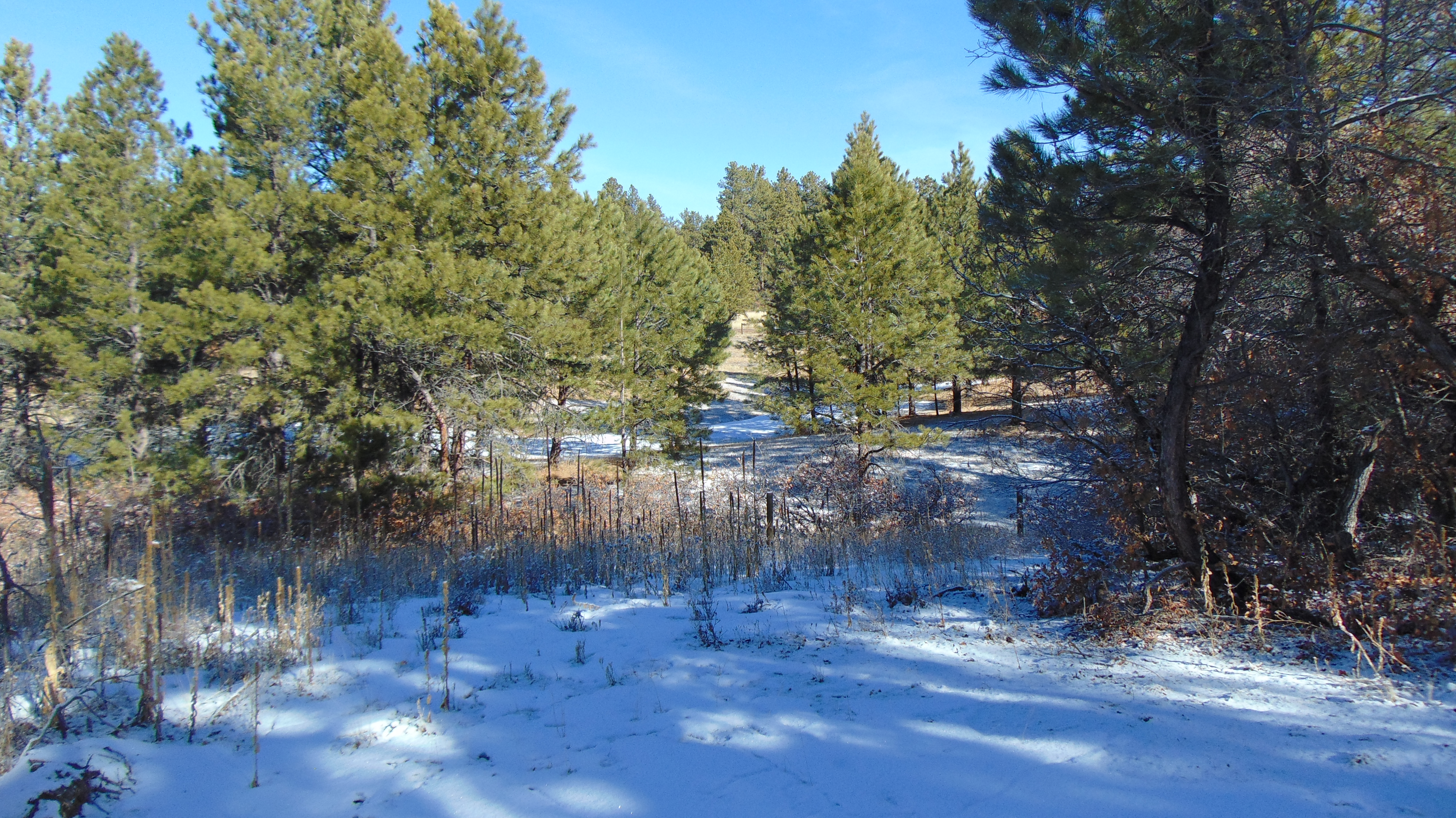 9676 South Perry Park Road Larkspur, CO 80118 - Photo 12 of 16
