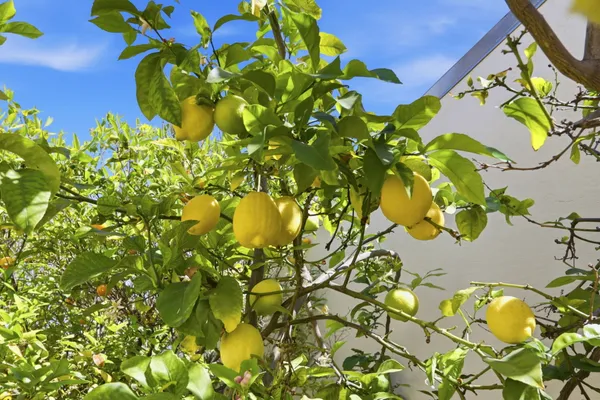 $1,428,000 | 40930 Rioja Court, Fremont, CA 94539