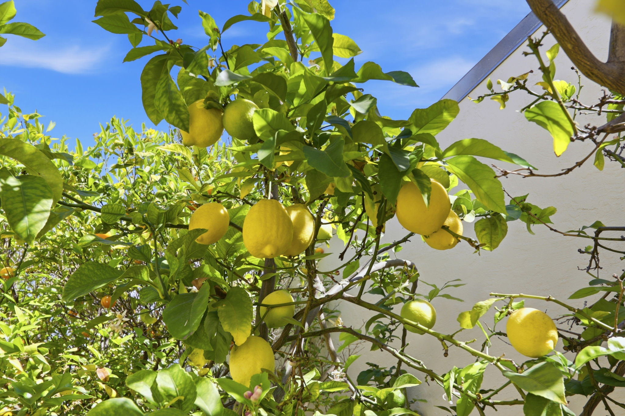 40930 Rioja Court Fremont, CA 94539 - Photo 52 of 56