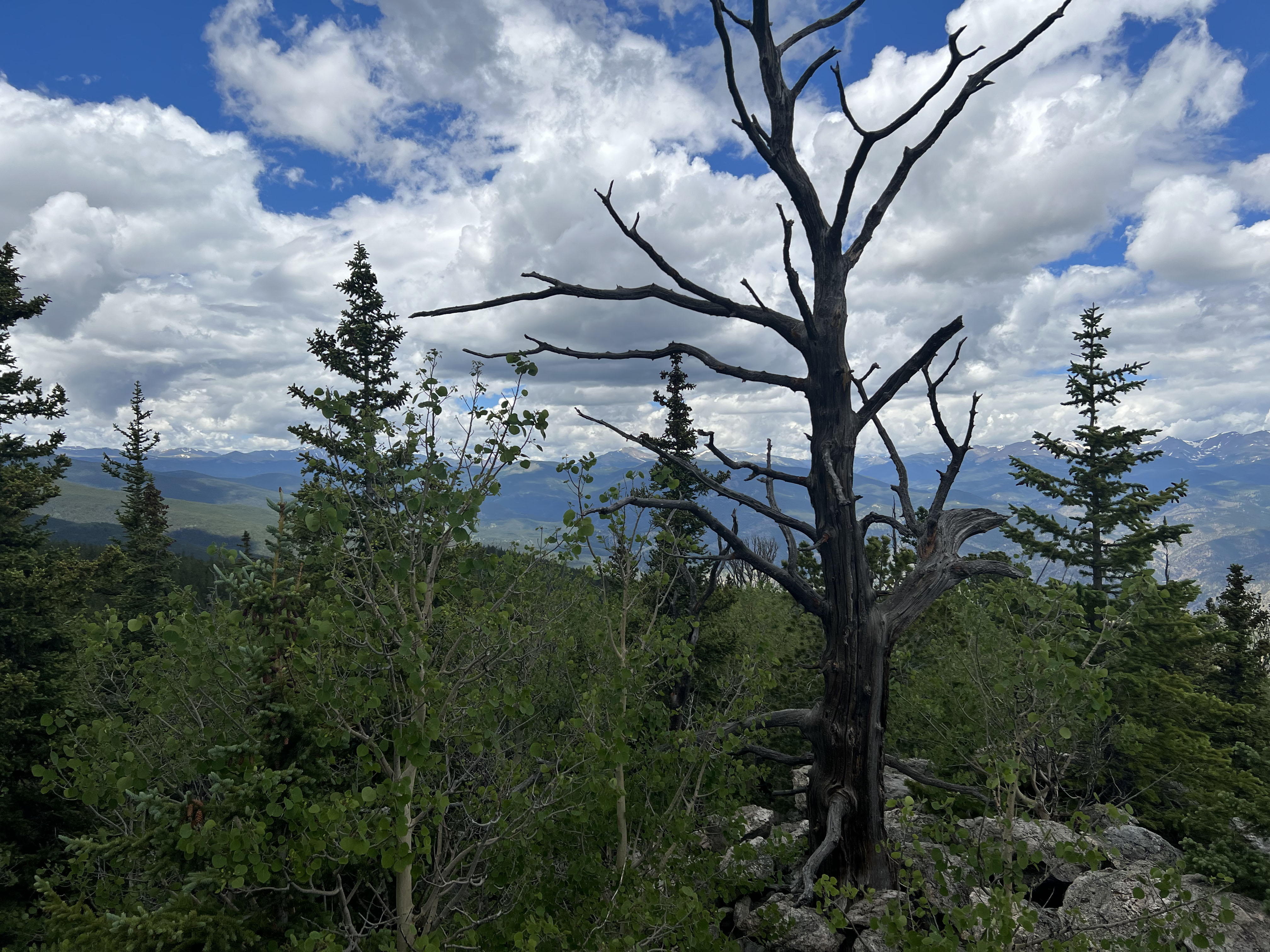 0 South Hidden Wilderness Road Idaho Springs, CO 80452 - Photo 3 of 20