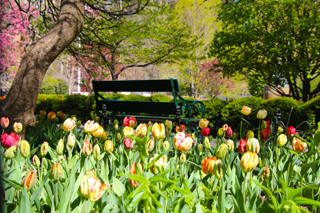 44 Gramercy Park North, Unit 6F Manhattan, NY 10010 - Photo 11 of 13 a picture of tree