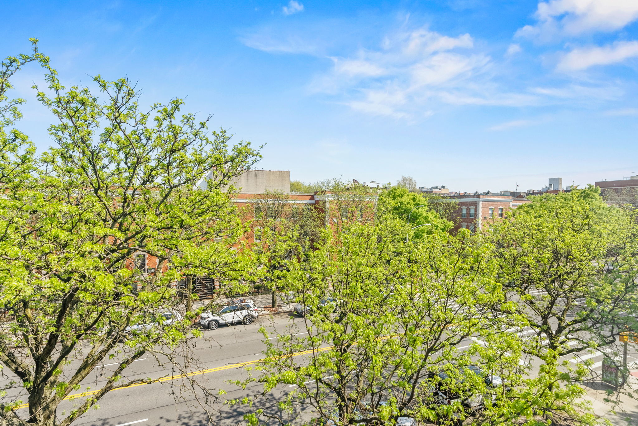 2573 Frederick Douglass Boulevard, Unit D Manhattan, NY 10030 - Photo 11 of 13 a close up of a plant