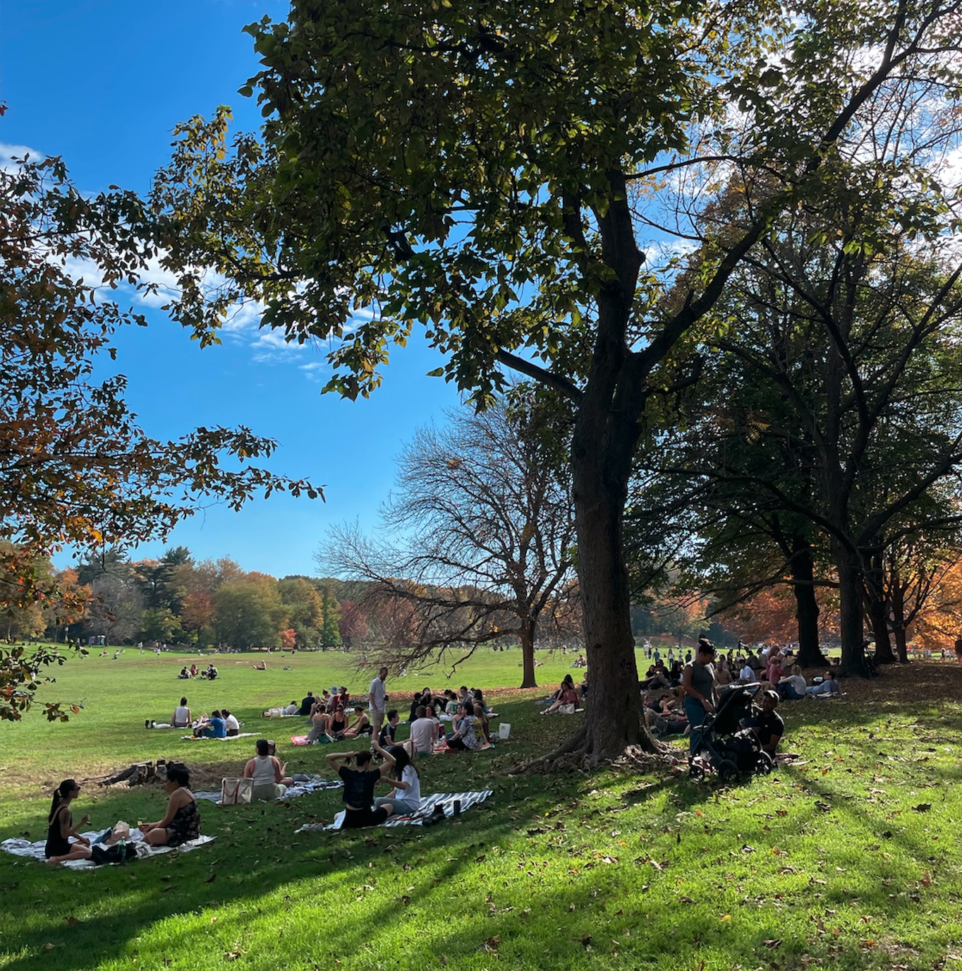 231 Park Place, Unit 12 Brooklyn, NY 11238 - Photo 16 of 18 a backyard of a house with lots of green space