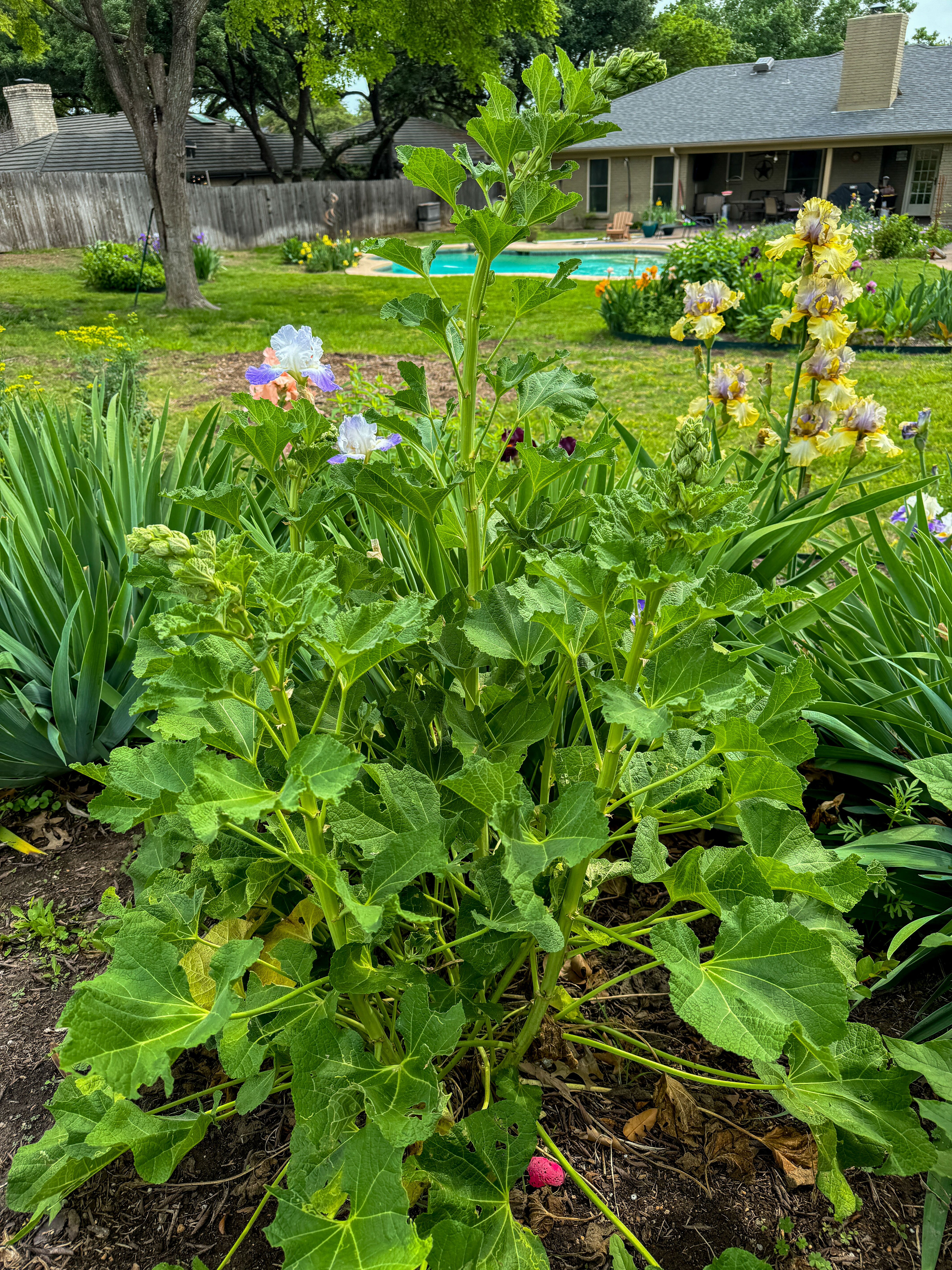 7208 Tamarack Road Fort Worth, TX 76116 - Photo 47 of 54