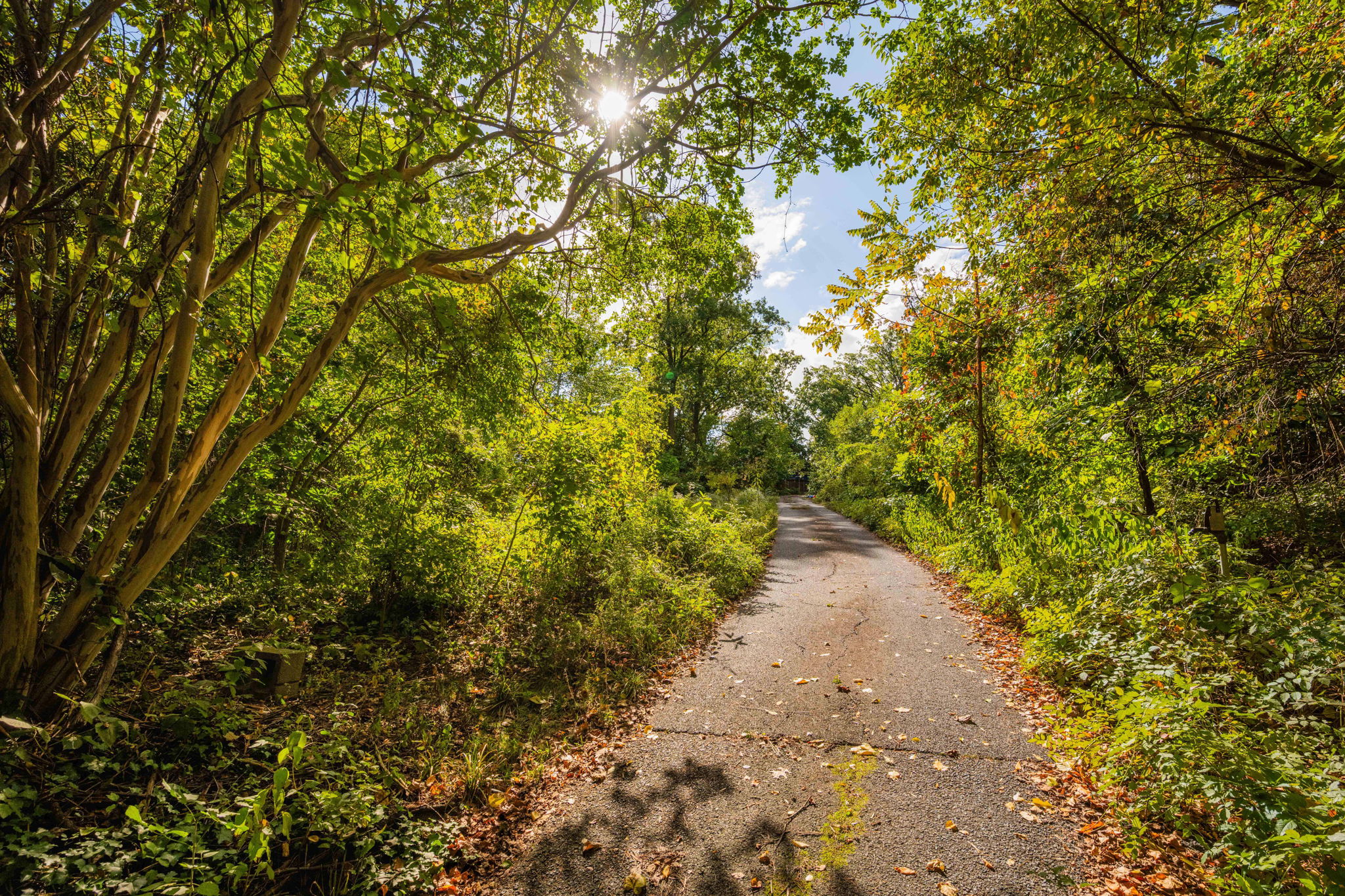 3104 Russell Road Alexandria, VA 22305 - Photo 35 of 62 a view of a yard with plants and trees