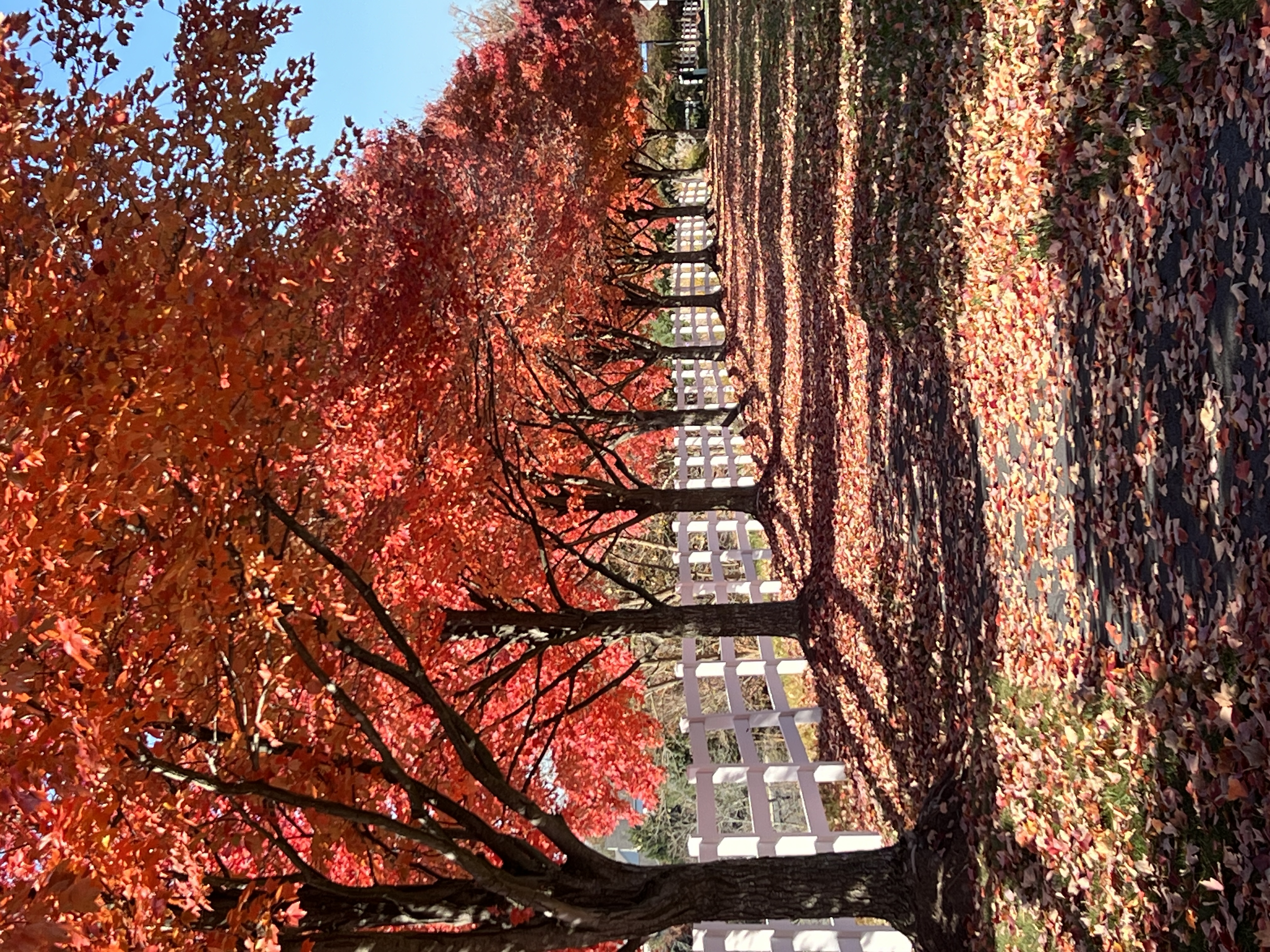 Address Upon Request Leesburg, VA 20176 - Photo 54 of 55 a view of road with trees
