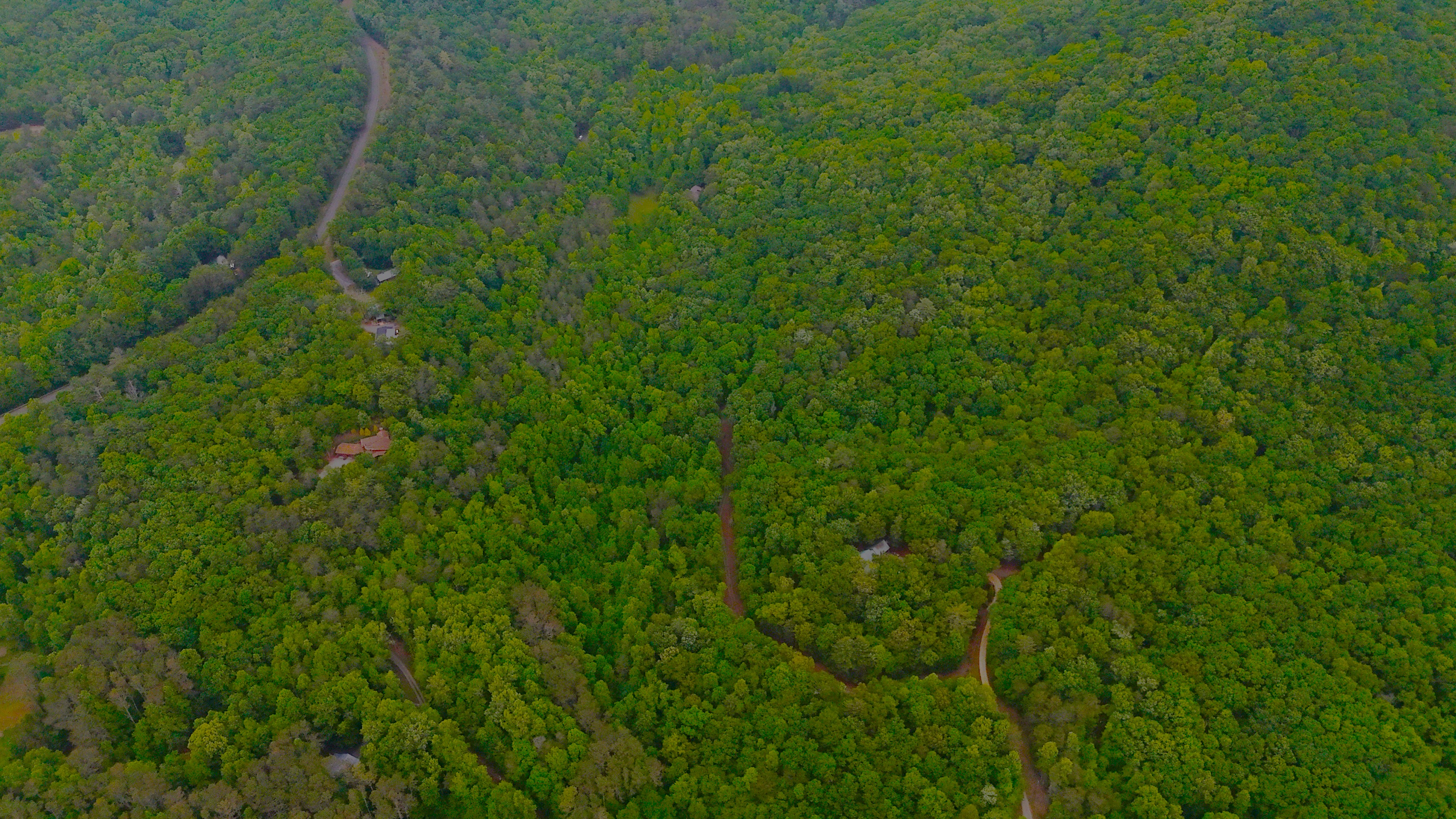 Nocona Trail Ellijay, GA 30536 - Photo 14 of 18 a view of a lush green forest