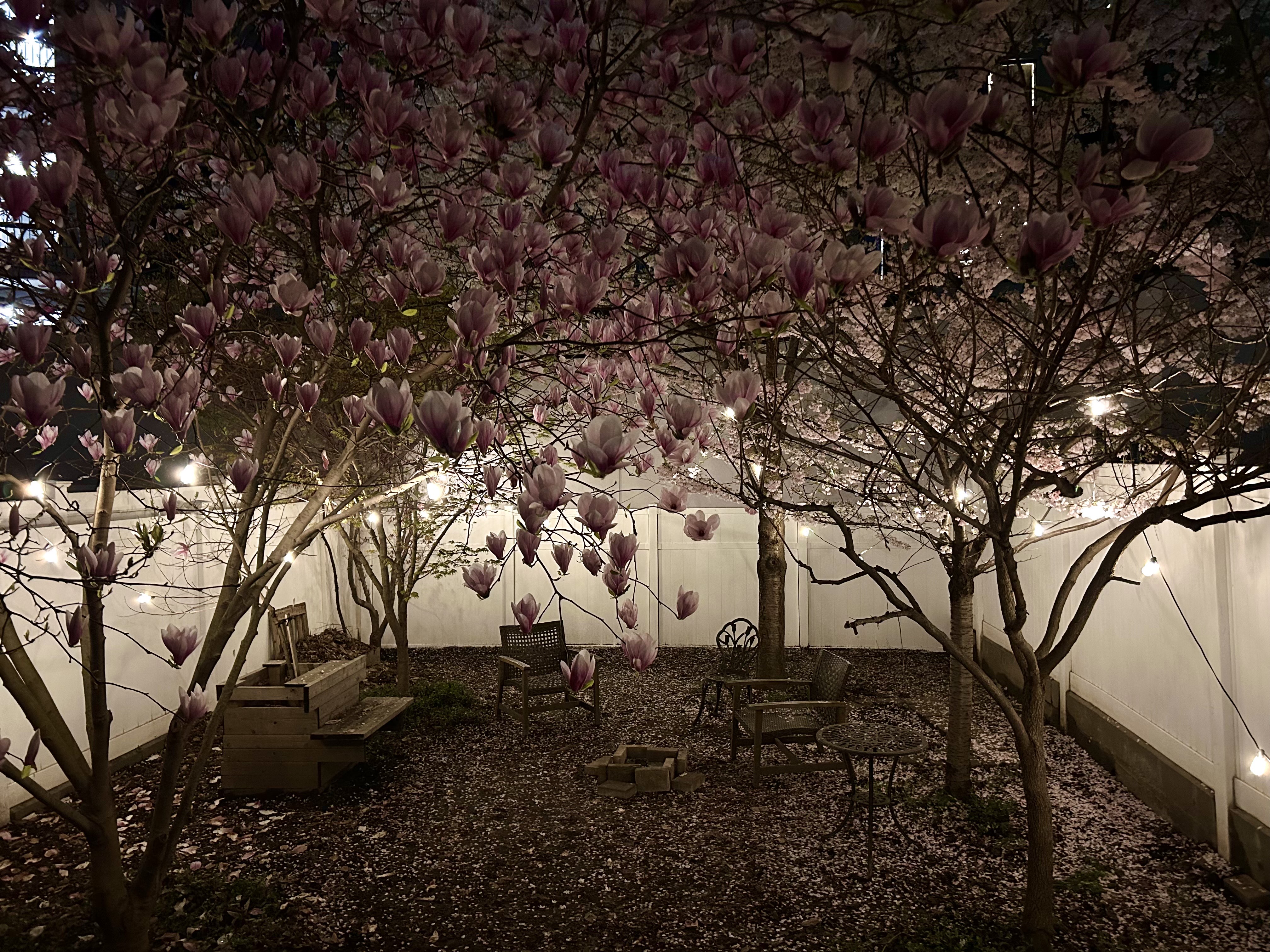 65 Jackson Street Brooklyn, NY 11211 - Photo 26 of 36 a view of large trees