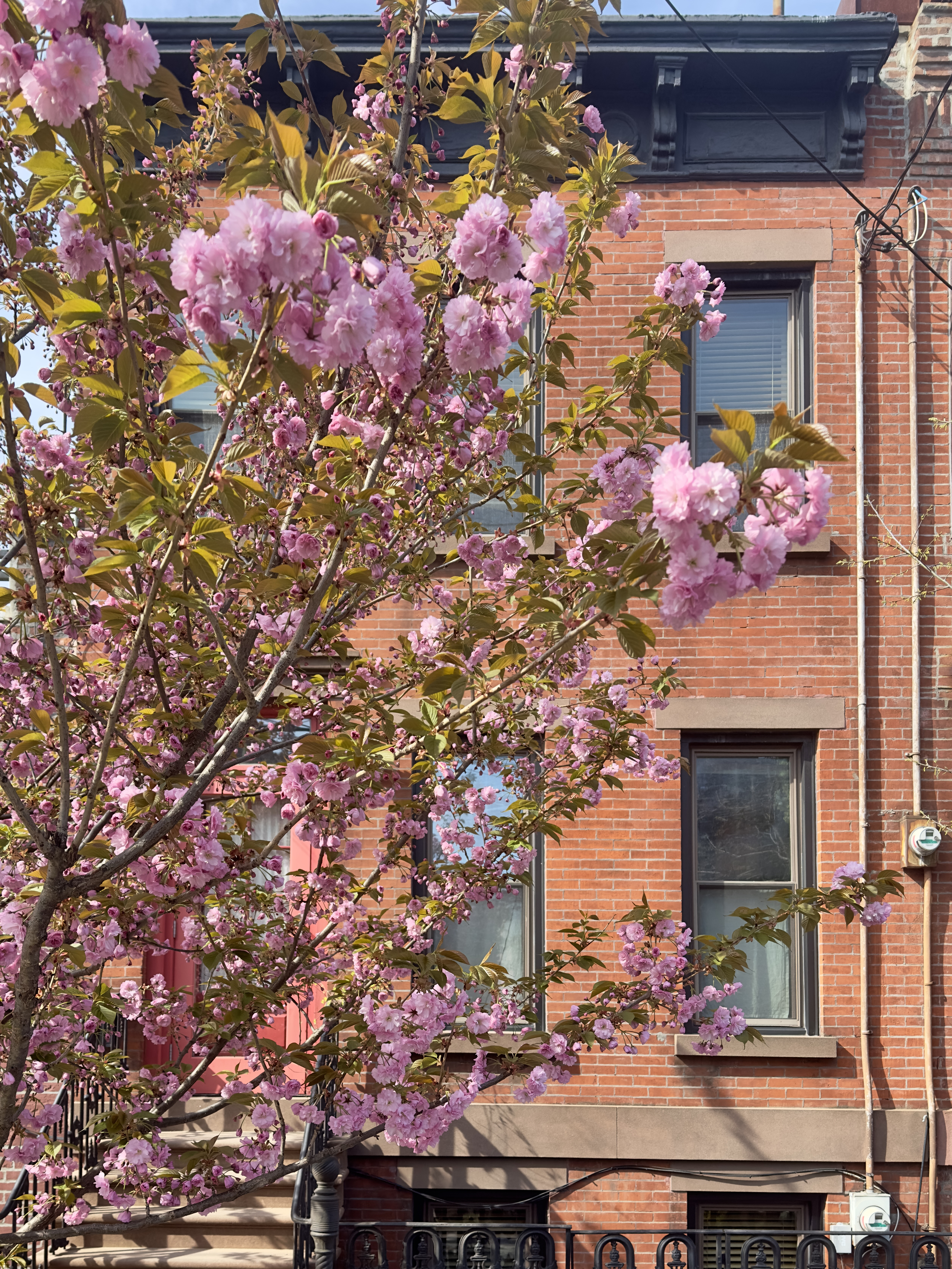 159 Coffey Street Brooklyn, NY 11231 - Photo 19 of 20 a picture of flowers