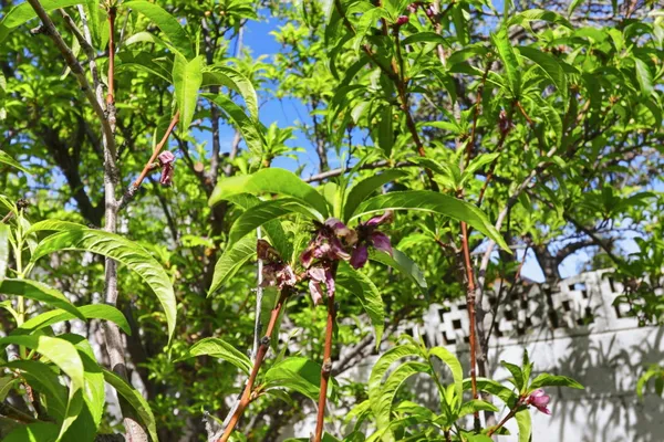 $1,428,000 | 40930 Rioja Court, Fremont, CA 94539