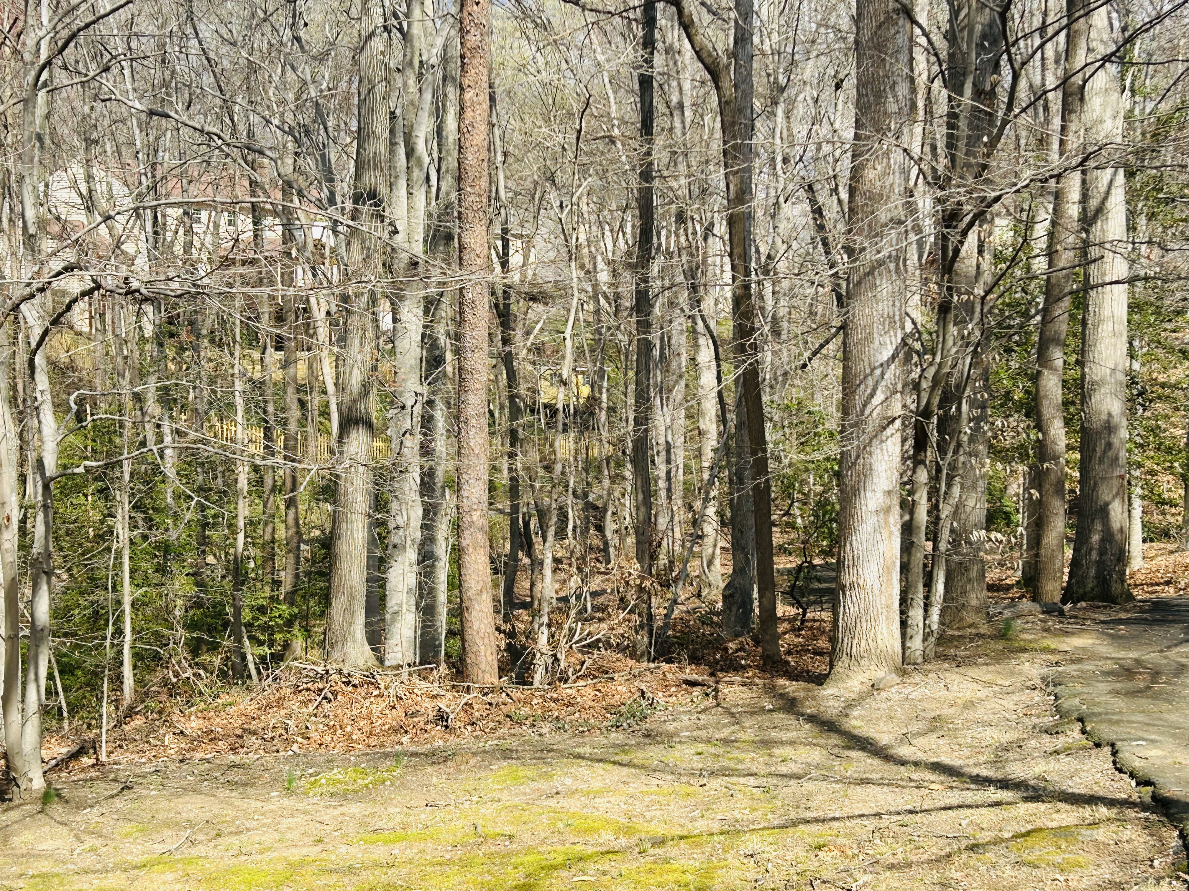 7265 Kousa Lane Springfield, VA 22152 - Photo 6 of 9