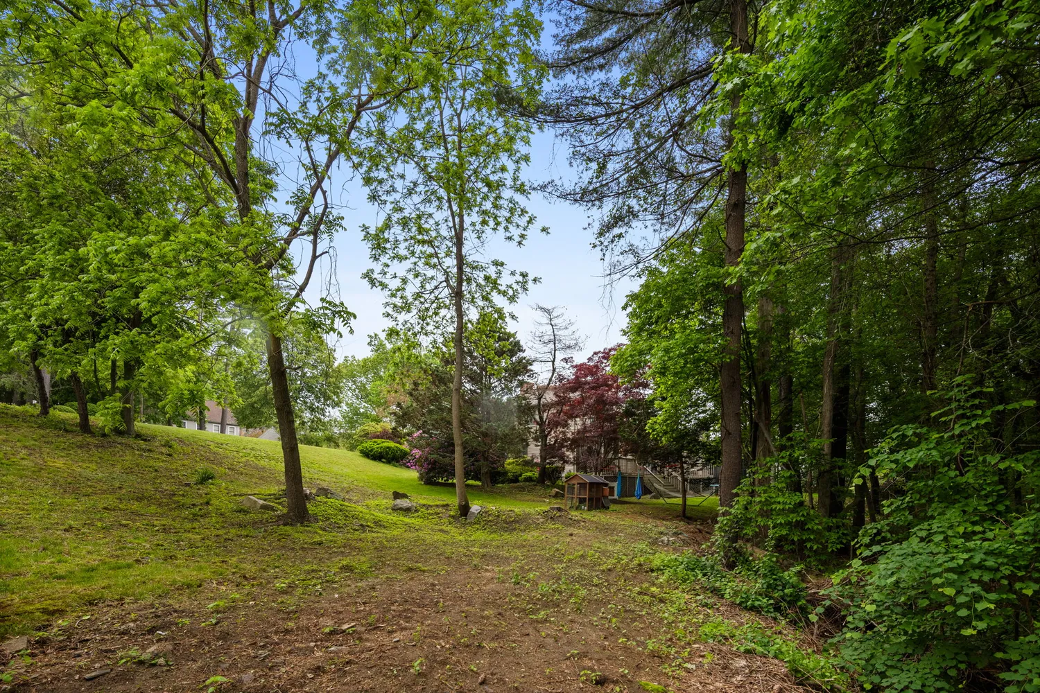 a view of a tree in a yard