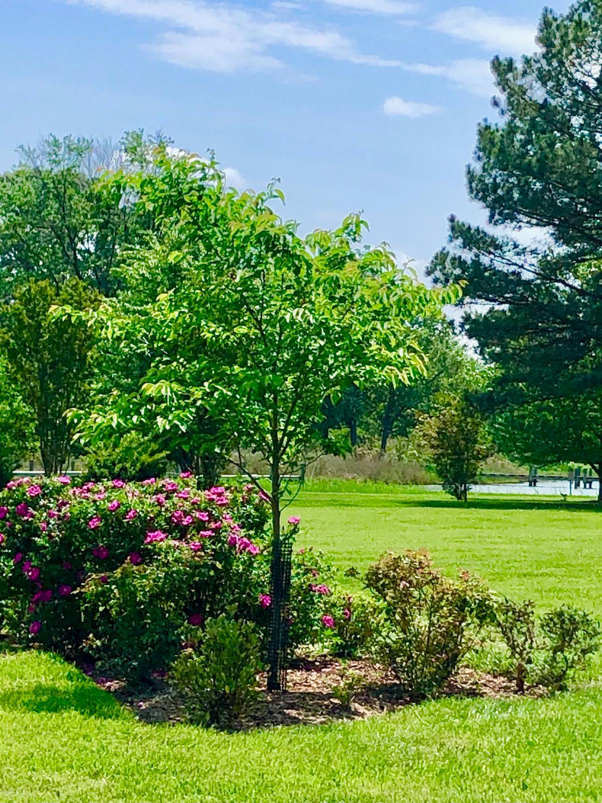 4595 Boone Creek Road Oxford, MD 21654 - Photo 13 of 15 a view of a large garden with plants and large trees