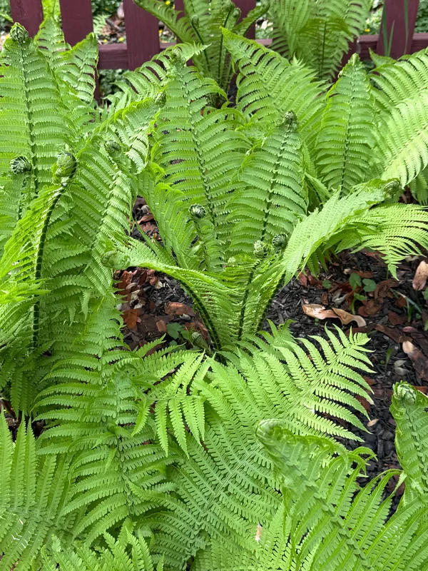 a plant that is in a garden