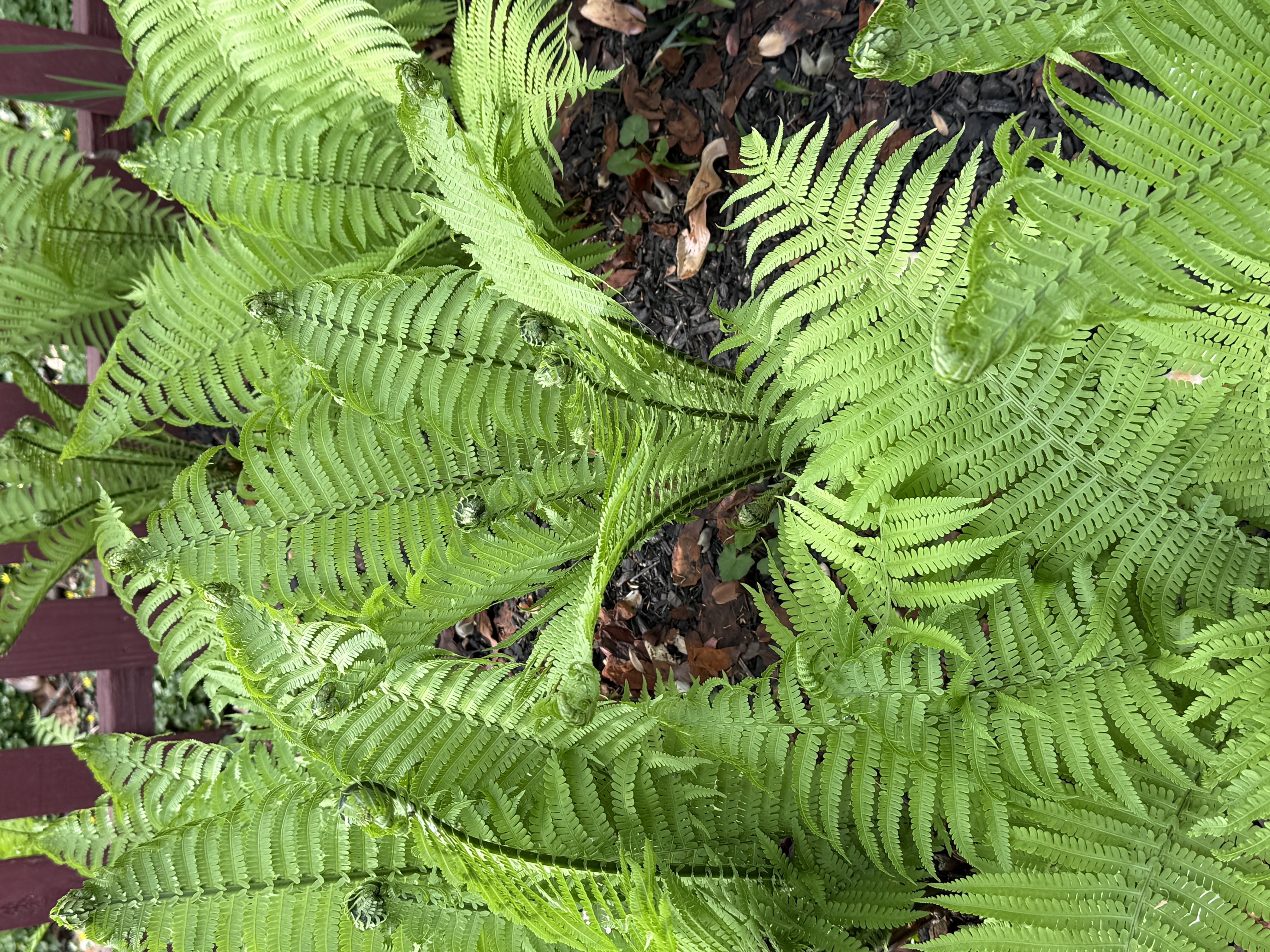 5344 Falmouth Road Bethesda, MD 20816 - Photo 12 of 17