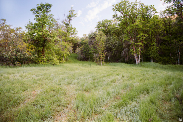 2631 North Mountain Pk Road, Unit 56 Alpine, UT 84004 - Photo 3 of 7 View of woods