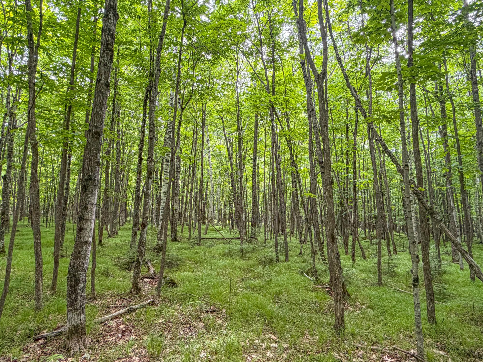 30-acres 30-acres Dover Road East Phillips, WI 54555 - Photo 6 of 15
