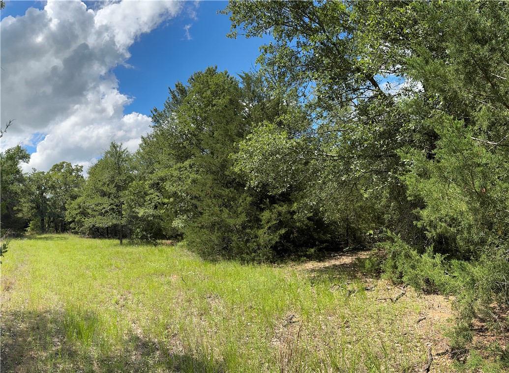Tbd Pin Oak Road Franklin, TX 77856 - Photo 6 of 11 7.5 Ac Meadow Pic