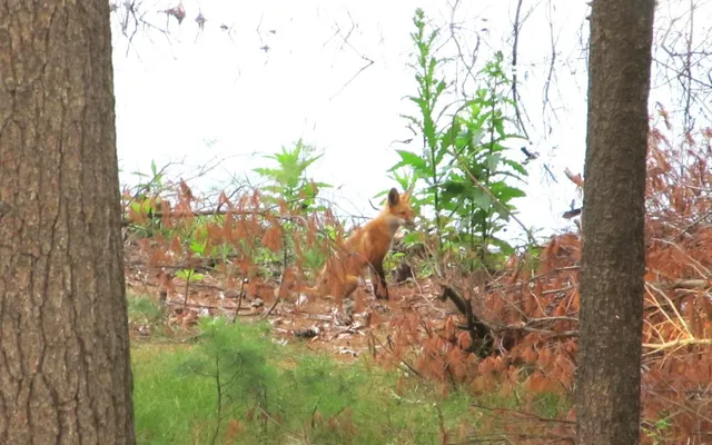 $400,000 | 40-ac County Rd FF, Hancock, WI 54943