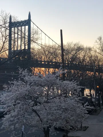a view of a yard with a tree