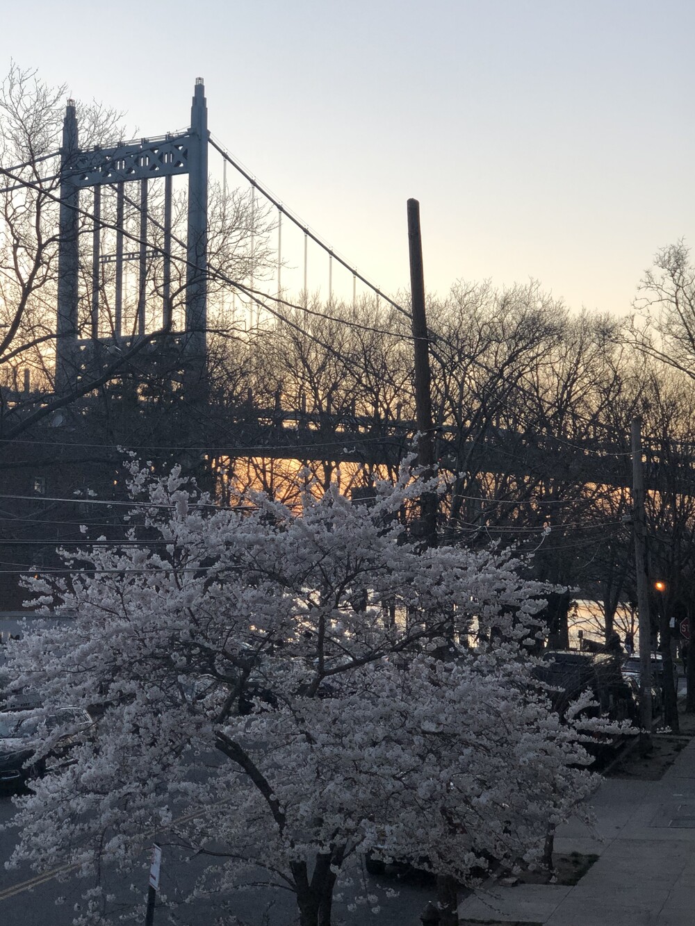 19-19 24th Avenue, Unit 102 Queens, NY 11102 - Photo 36 of 36 a view of a yard with a tree