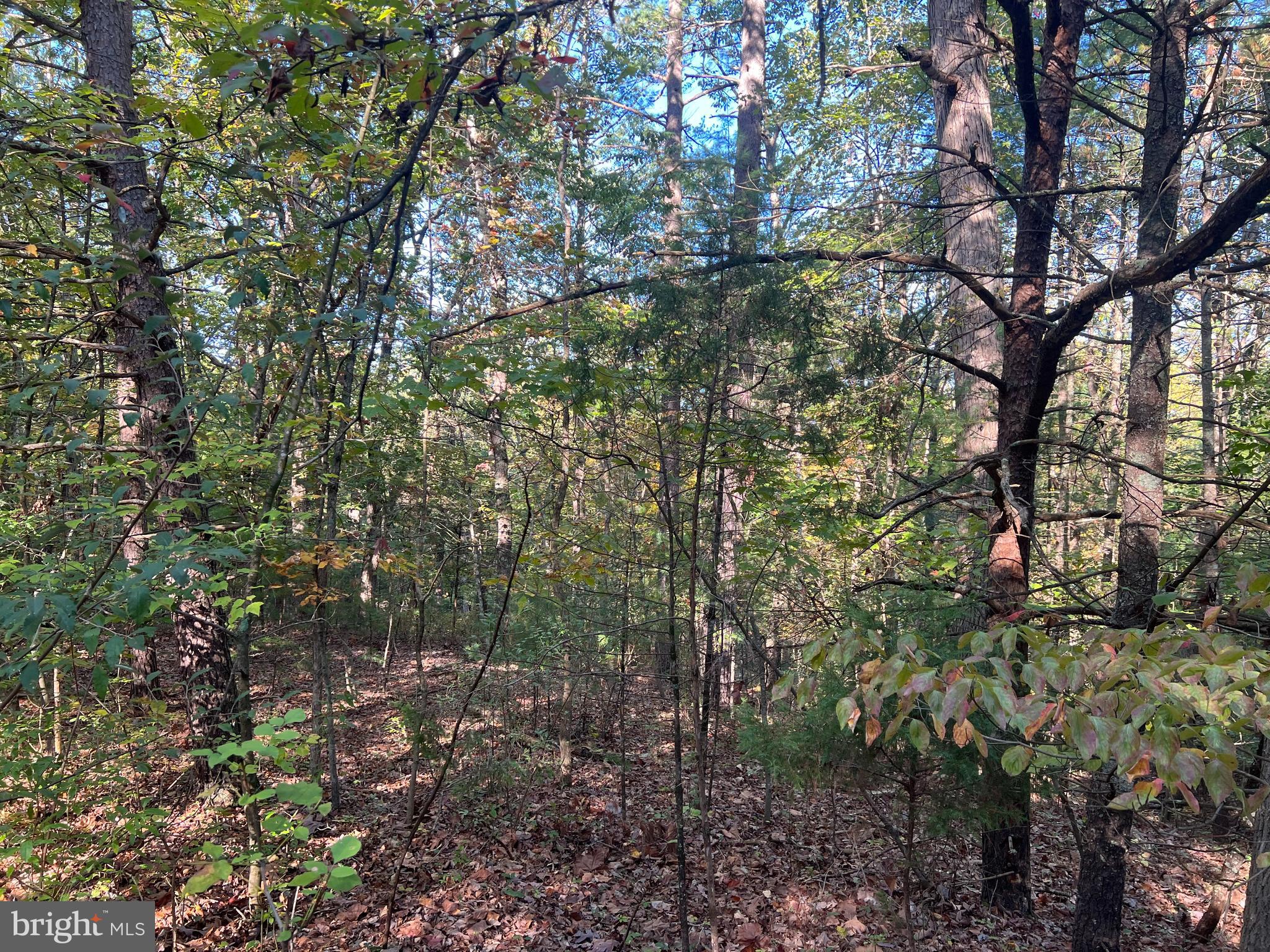 0 Beaver Road Mount Jackson, VA 22842 - Photo 1 of 5