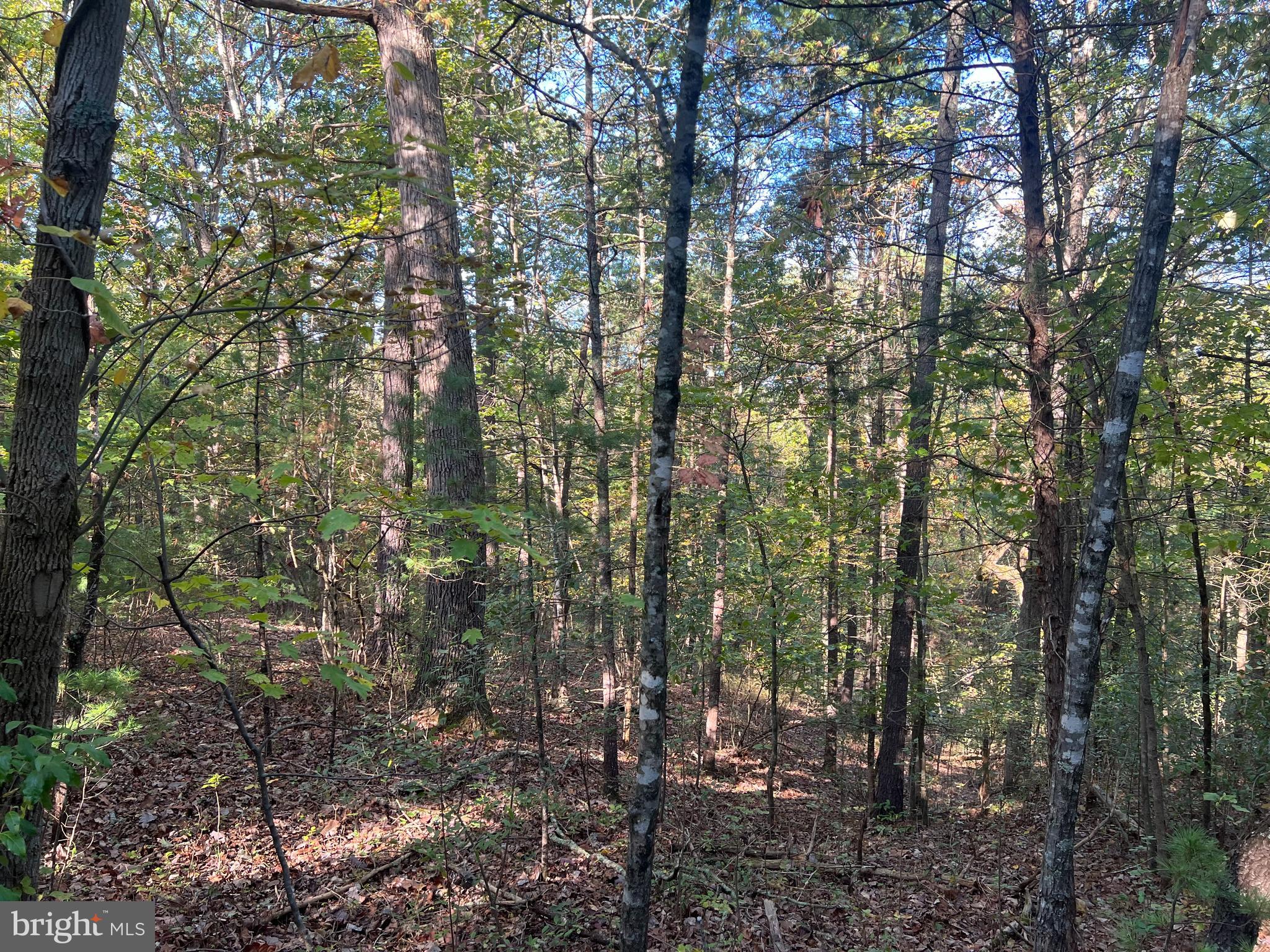 0 Beaver Road Mount Jackson, VA 22842 - Photo 2 of 5