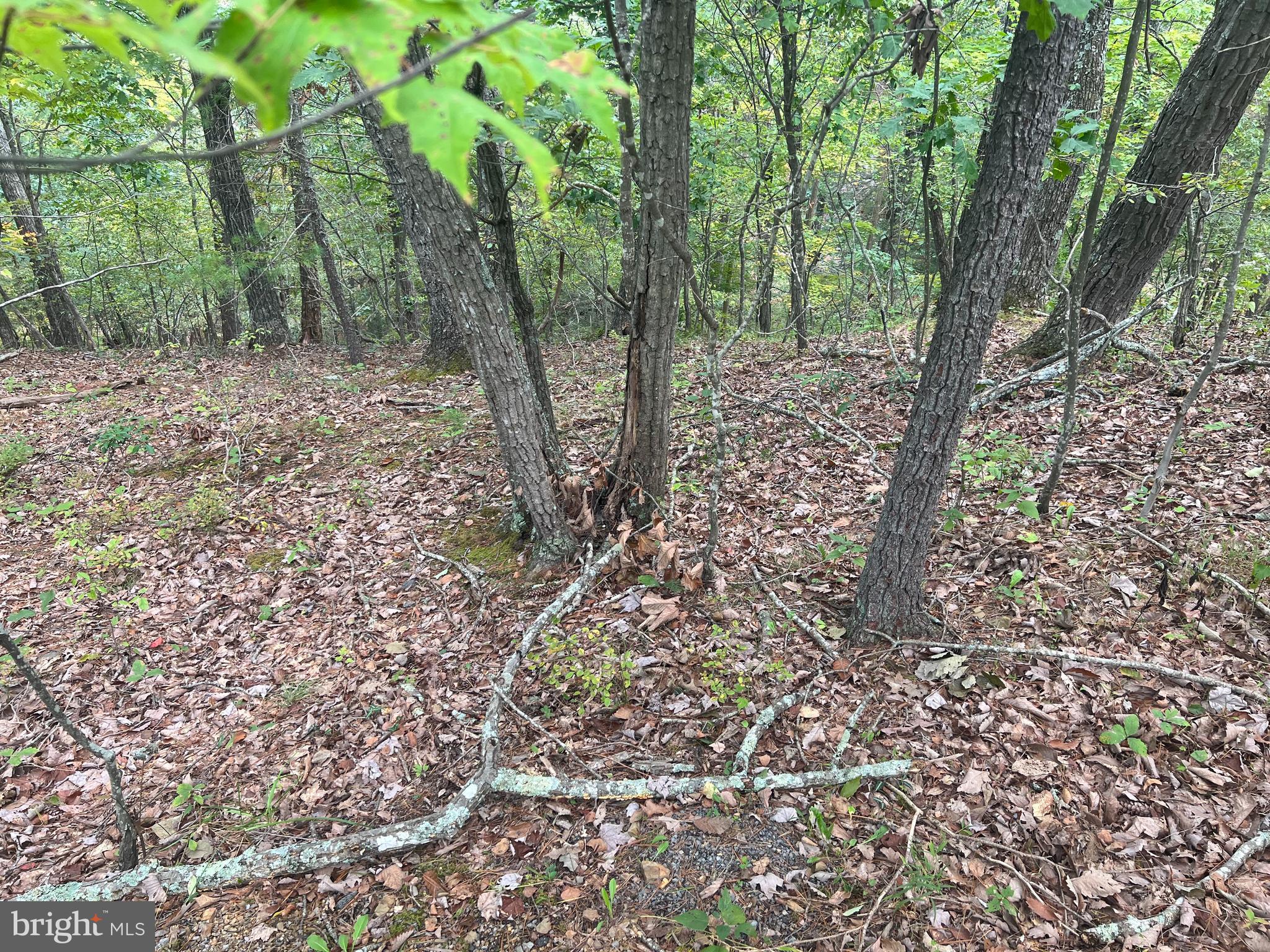 0 Beaver Road Mount Jackson, VA 22842 - Photo 3 of 5