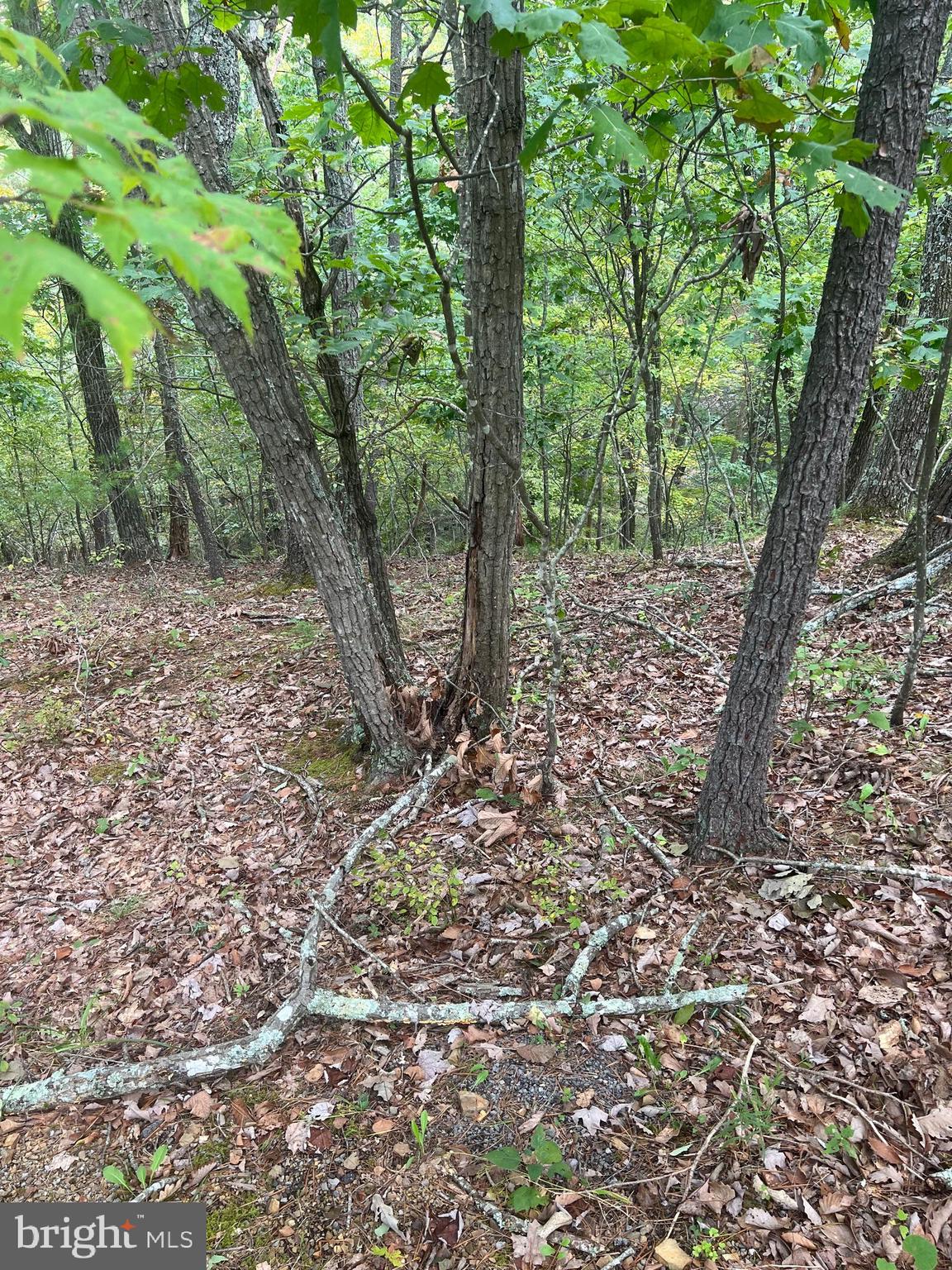 0 Beaver Road Mount Jackson, VA 22842 - Photo 4 of 5