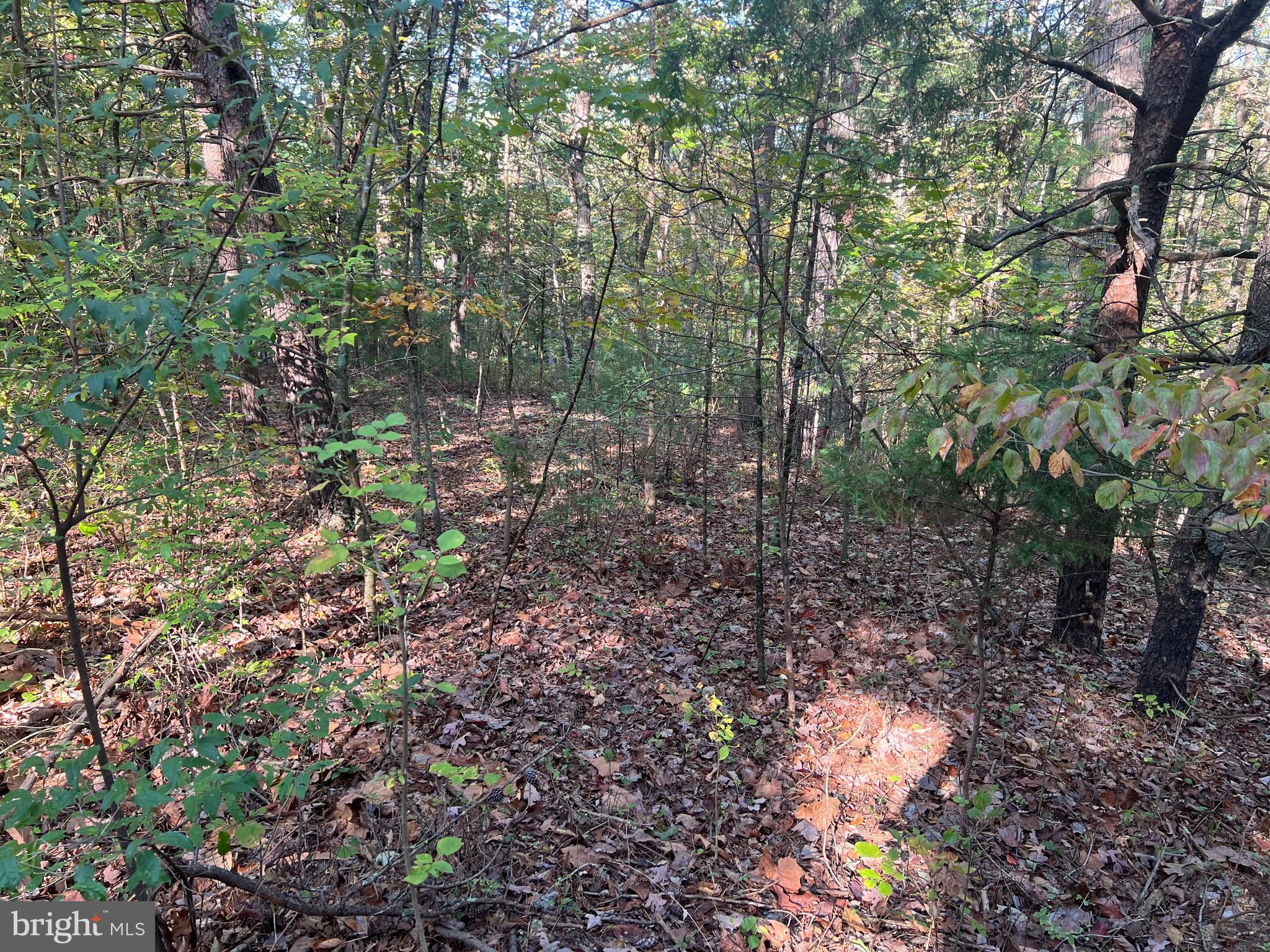 0 Beaver Road Mount Jackson, VA 22842 - Photo 5 of 5