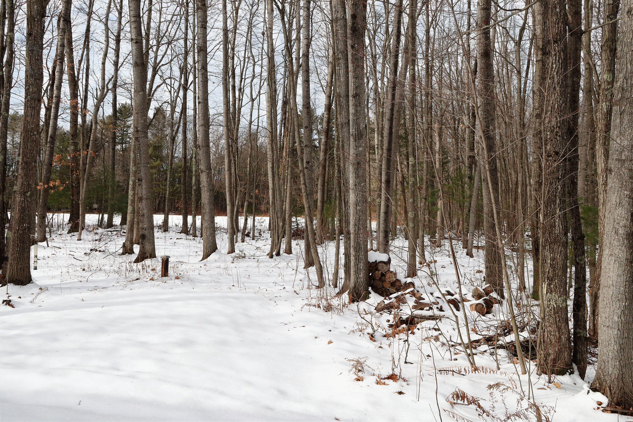 4 Westwoods Road Kennebunk, ME 04043 - Photo 30 of 30 Yard View
