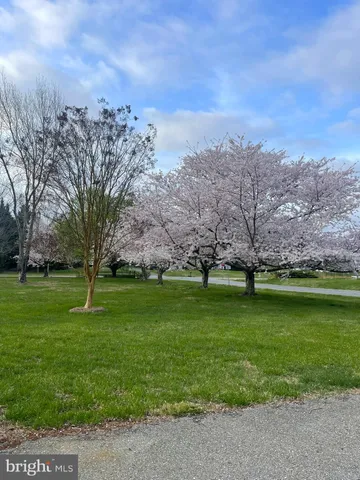 a view of a park with large trees