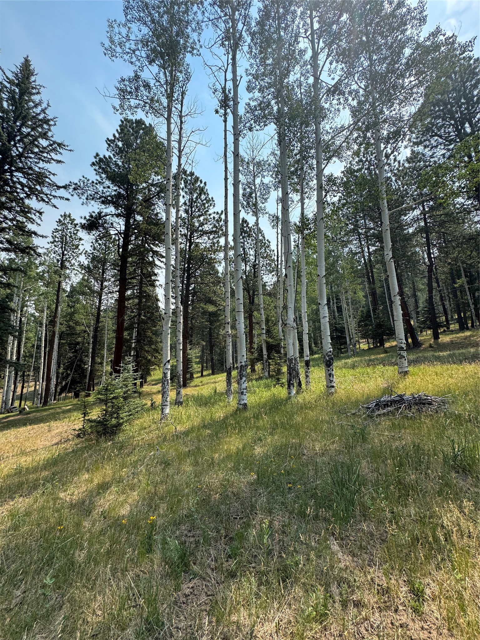 40 Grass Mountain Road Tererro, NM 87573 - Photo 23 of 23 Gallery Image 23