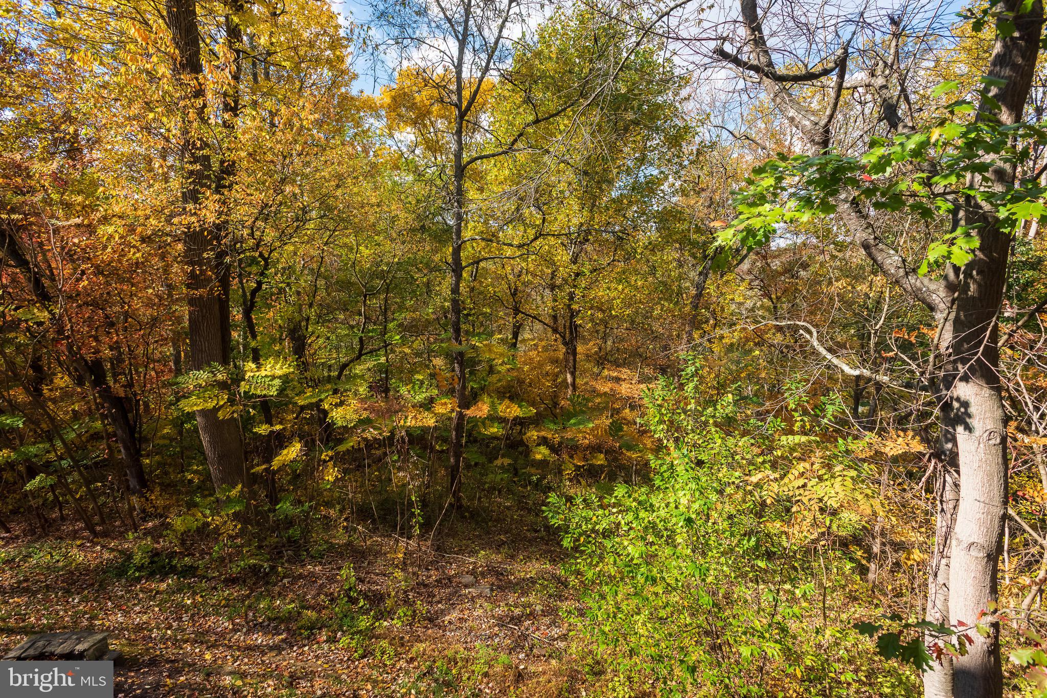 110 Dauphin Drive Springfield, PA 19064 - Photo 48 of 52 a view of a tree in a yard