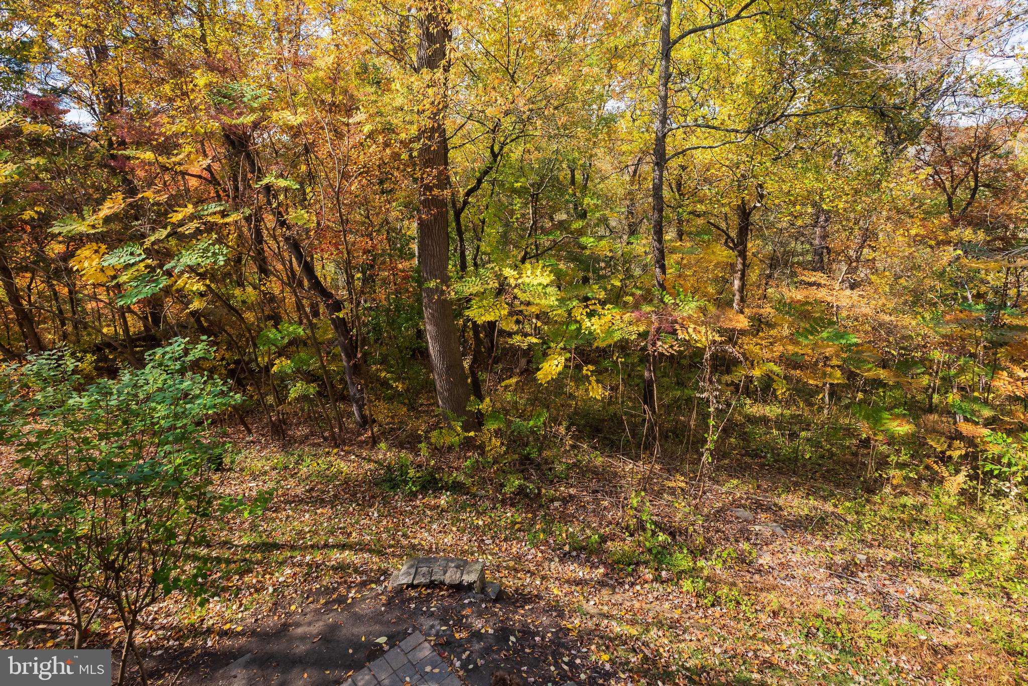 110 Dauphin Drive Springfield, PA 19064 - Photo 49 of 52 a view of a tree with a yard