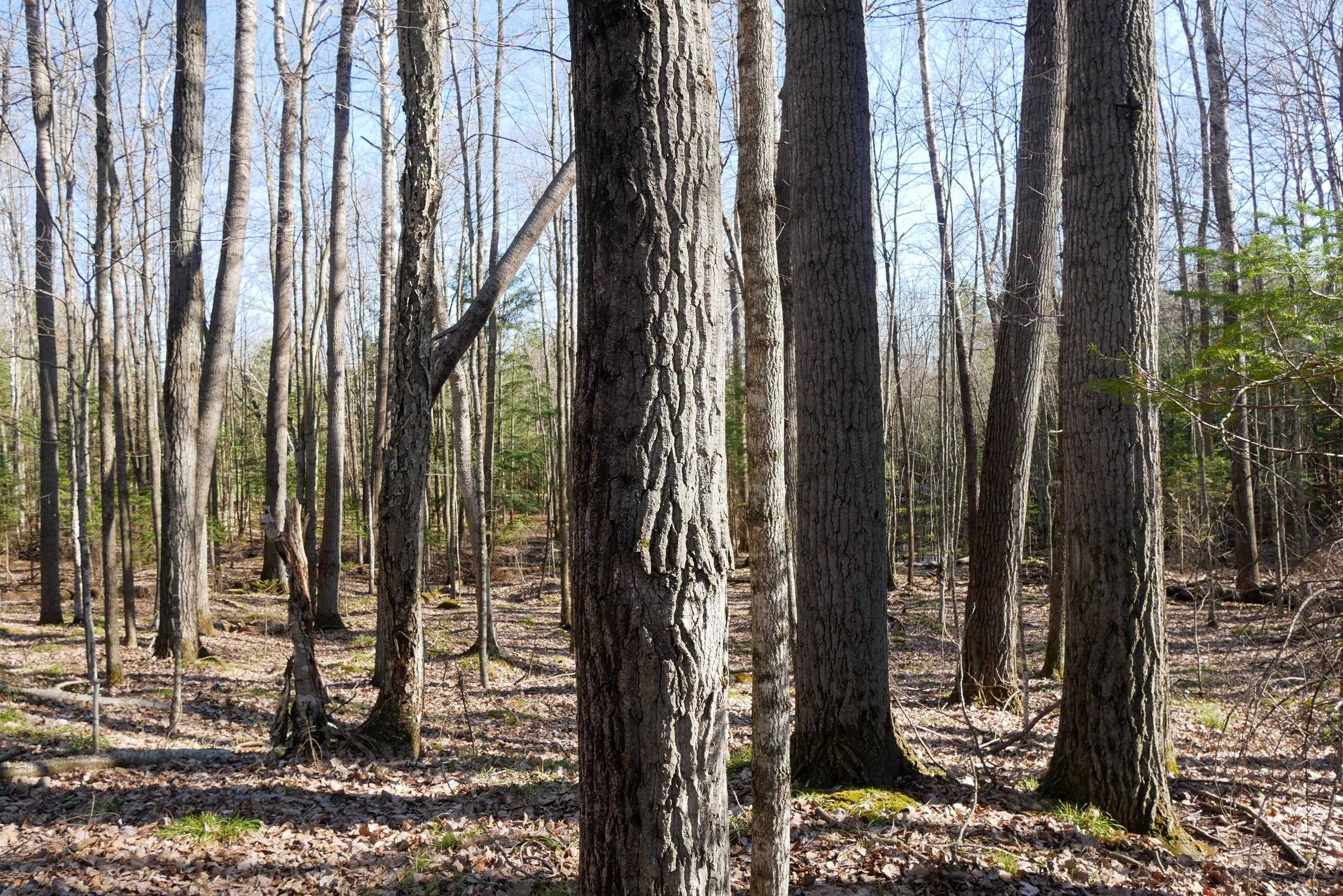 5-acres Salem Lake Road Medford, WI 54451 - Photo 5 of 10