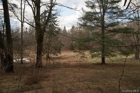 a view of a forest