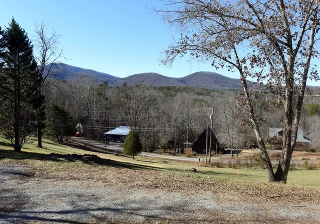 a view of a park with a tree