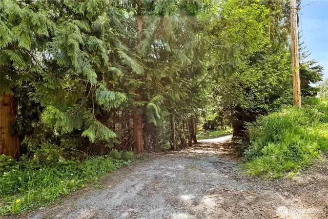 a view of a forest with trees in the background