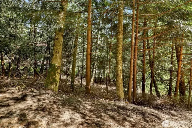a view of a yard with plants and trees